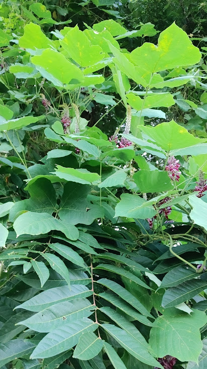 葛花(クズの花)の写真